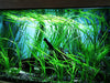 Assorted Giant Vallisneria Offer from Aquatic World 6