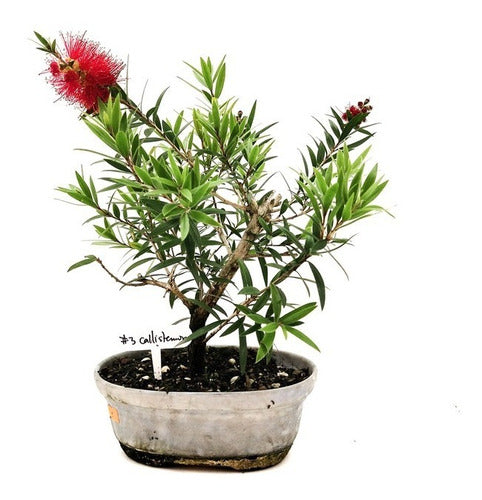 Bonsai Callistemon Planta 10 Años 35cm Maceta Esmaltada N3 0