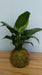 Planta Kokedama Spathiphyllum 2