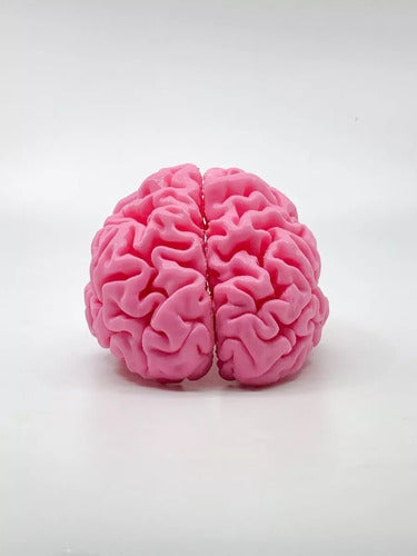 Neuro Combo - 3D Printed Anatomy - Available Stock 2