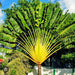 Ravenala Madagascariensis Árbol Del Viajero 4