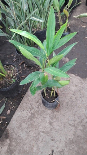 Alpinia Planta Exterior- Envios 1