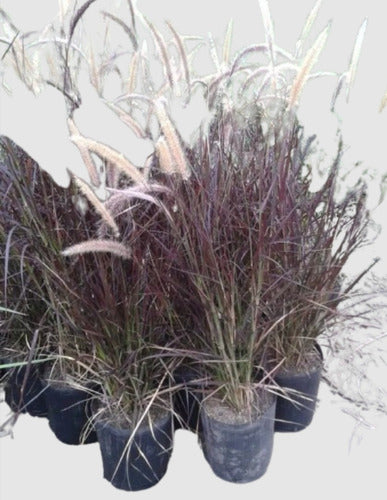 Ohana Arte Natural Pennisetum Rubra Cola De Zorro Graminea 0