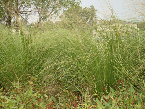 Panicum Antidotale, Gramínea Ornamental, Plantas ! 1