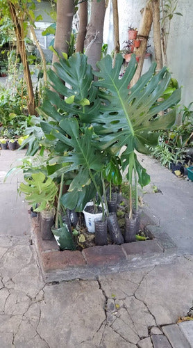 Oreja De Elefante Chica Oferta Más Variedad En Tamaños 1