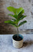 HYF Artificial Ficus Plant High Interior with Pot 74 cm 3