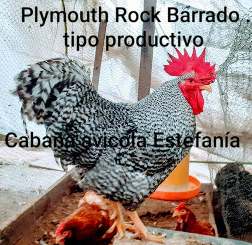 Fertile Eggs of Plymouth Rock Barrada (Productive Type) 2