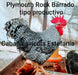 Fertile Eggs of Plymouth Rock Barrada (Productive Type) 2