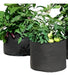 Polietileno Obelisco Grow Pot Fabric Planters Pack of 5 - 3 Gallons (11 Liters) 0