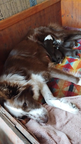 Cachorros Border Collie Chocolate: Purebred Parents on Display 2