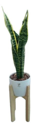 Sansevieria + Maceta Plástica Premium N22 + Pie Nórdico 0