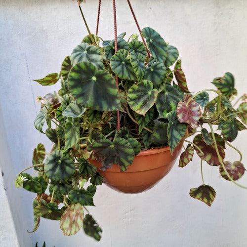 Planta De Interior Begonia Cleopatra En Bowl Colgante Nro 18 2