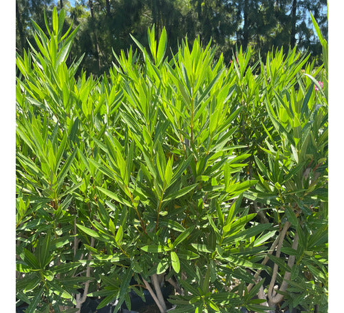 Plantas Laurel De Flor Cerco Vivo Perimetral Vivero Mayorist 6