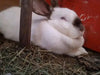 Mascotitas Flemish Giant, Californianos, and Neo Rabbits 5