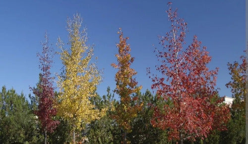 Árbol Liquidambar 1