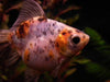 Mundo Acuatico Goldfish Calico Chico Surtido Hot Sale 3