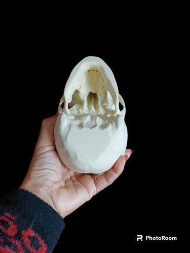 Superior Quality 3D Anatomical Skull Pencil Holder Gift 6