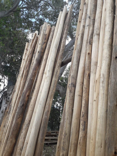 ASERRADERODECABANAS Eucalyptus Rod 16-18cm X Ml 1