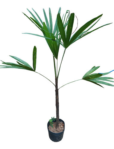 Palmera Raphis 0