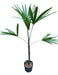 Palmera Raphis 0