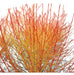 Cornejo Rojo, Cornus Sanguinea 10lts 0