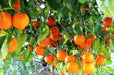 Fertilizante Adubo Para Laranja 25 Litros Imperial Supremo 2