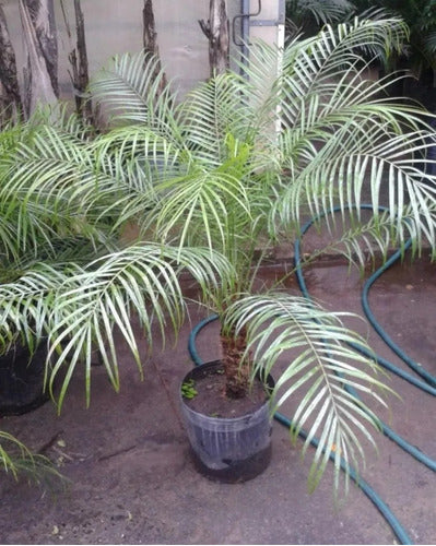 Planta Palmera Phoenix Robellini 1