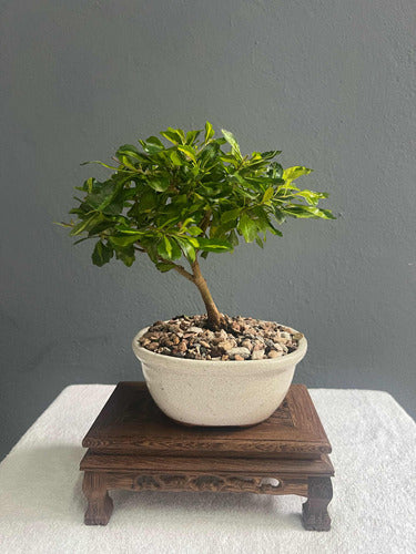 Bonsai Planta Duranta Japonica 8 Años Maceta Esmaltada N1 2