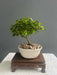 Bonsai Planta Duranta Japonica 8 Años Maceta Esmaltada N1 2