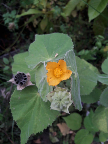 Vivero Cielo Verde Orgánico Abutilon Grandifolium Nativo 1