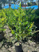 Oleo Texano Live Hedge Plants Wholesale Pack X15 5