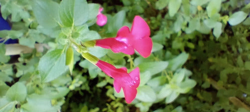 ArandanosdelSol Salvia Greggii, 10 Plants 1