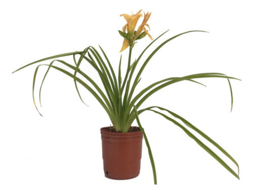 Planta Hemerocallis - Ideal Jardines Exterior 0