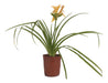 Planta Hemerocallis - Ideal Jardines Exterior 0