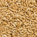 Paratupet Alpiste Canary Seed 1.5 Kg Broth 0