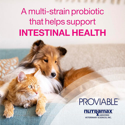 Nutramax Proviable Digestive Health Supplement Multi-Strain 1