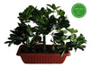 Funeplants Scheflera Disciplinada 3 Gajos 65 Cm - Planta Artificial 1