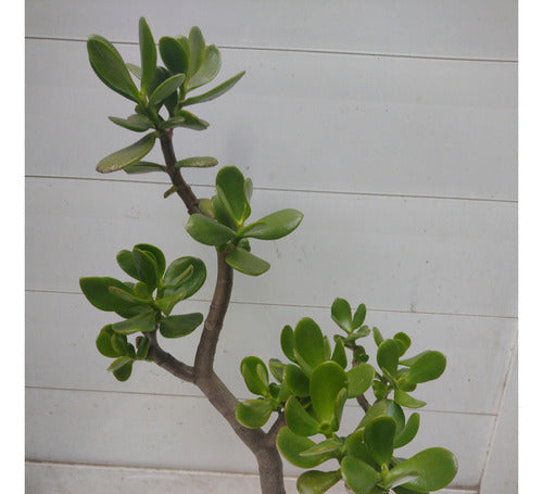 Árbol De Jade Crassula Ovata 5