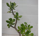 Árbol De Jade Crassula Ovata 5