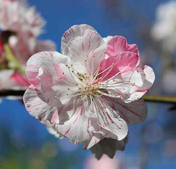 Prunus Persica-durazno De Flor Doble Matizada-ornamental 1