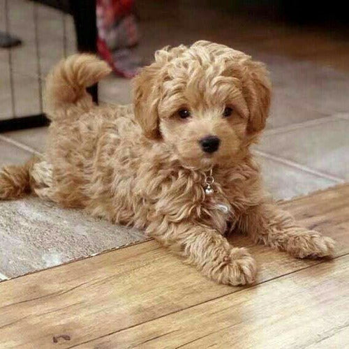 Miniature Poodle Puppy 0