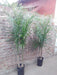 Yuyos Espacios Verdes Araucaria Excelsa (25off En) Tree 15lts 5