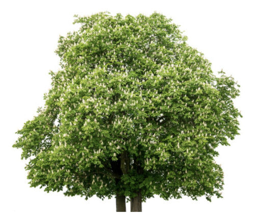 Árbol De Tilo 5mt Ejemplares Envíos - Huella Jardin 0