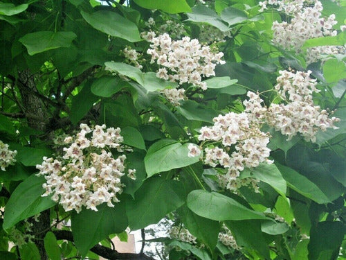 Catalpa Americana  ( Catalpa Bignonioides) 4