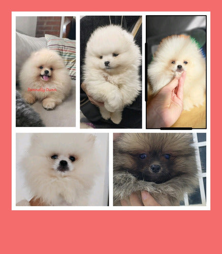 Donnelly Dunn Pomerania Puppies Various Pedigree Pilar Zona Norte 0