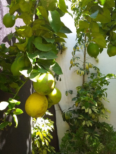 SM Organic Lemons Pesticide-Free, Directly from the Plant! 2