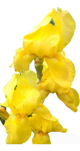 Iris Germánica 0