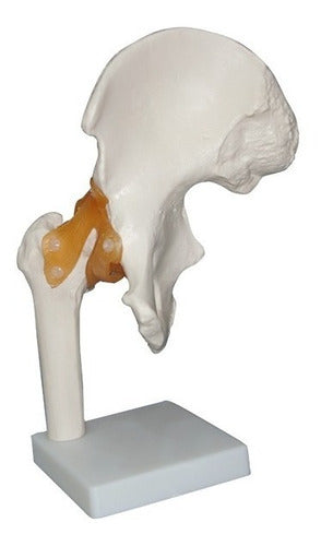 Anatomical Hip Model with Ligaments Educational Material 0