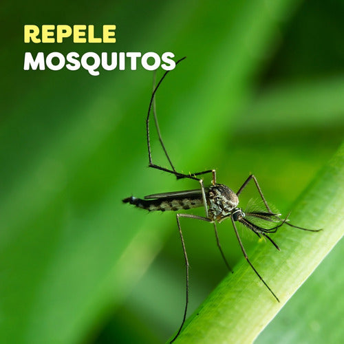 OFF! Family Mosquito Repellent Aerosol Orange 6