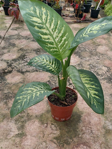 Dieffenbachia Tropic Snow P17 2